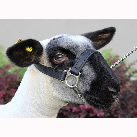 1st class sheep halter